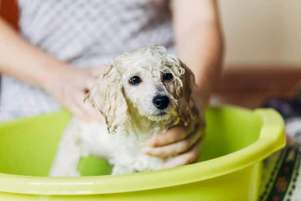 shampoo branqueador para cachorro