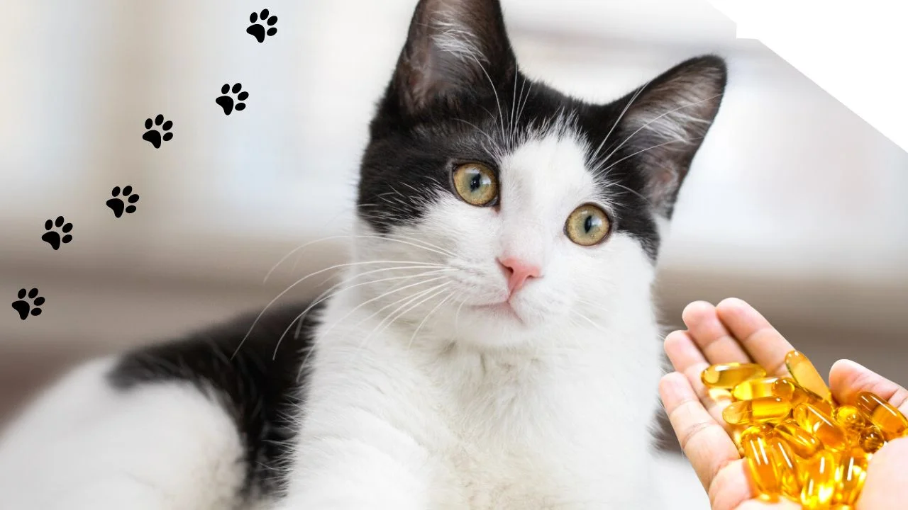 Os 6 Melhores Ômega-3 para Gatos melhores suplementos de omega 3 para gatos