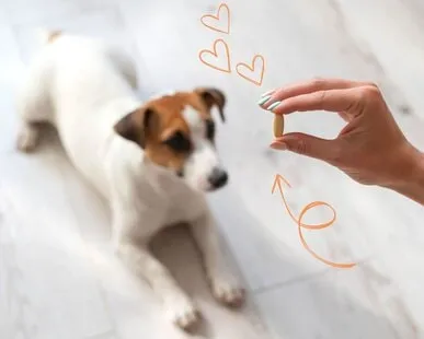 omega 3 em capsula para pets